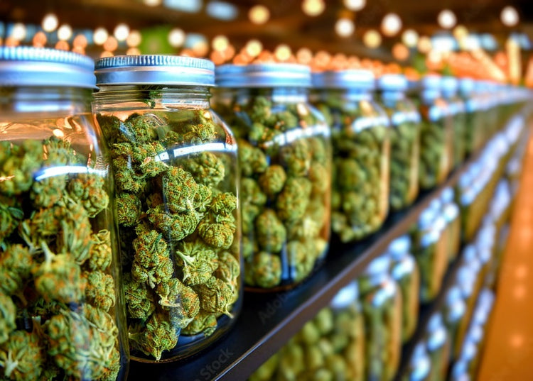 Multiple strains in jars on shelf